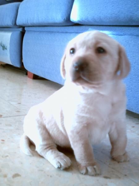 CACHORROS DE LABRADOR RETRIEVER