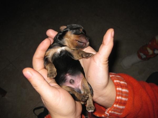 camada de 3 machos de yorkshire terrier