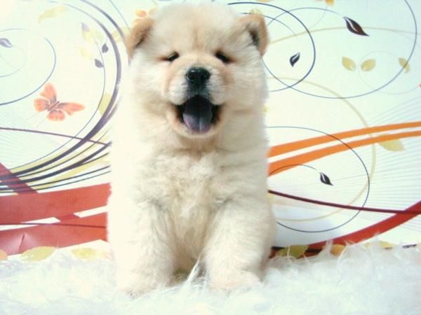 CHOW CHOW CAMADA CON PEDIGREE LISTOS PARA ENTREGAR CON DOS MESES