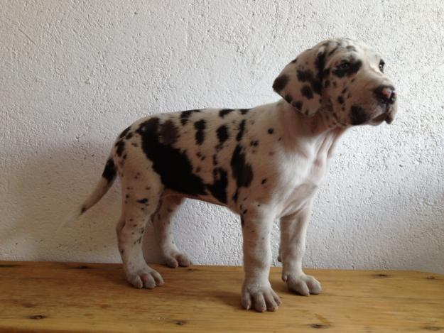 Dogo Aleman cachorros Gran Danes calidad