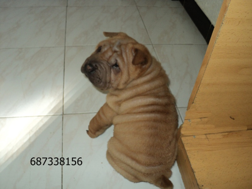 Excelentes...SHAR PEI - cachorros