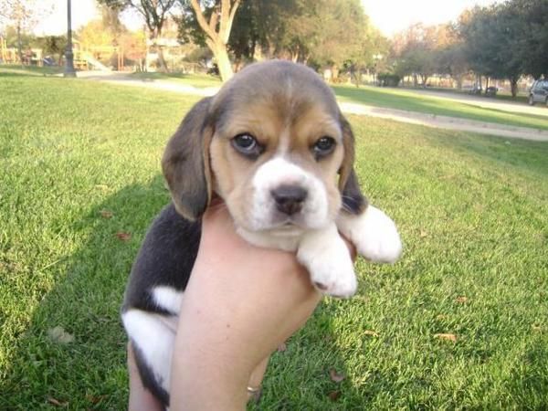 FOX TERRIER , BEAGLE, WESTY, COCKER INGLES