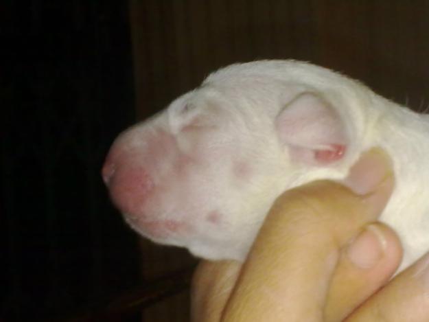 SE VENDE CACHORRO MACHO BULL TERRIER HIJO TYEBAR GROUNDPOWER