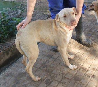 adopcion jacinta