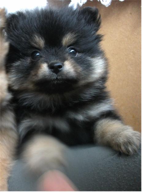 cachorrita pomerania