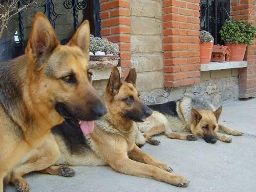 Cachorritos de Pastor aleman con dos meses