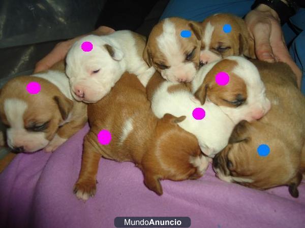 CACHORROS AMERICAN STAFFORDSHIRE