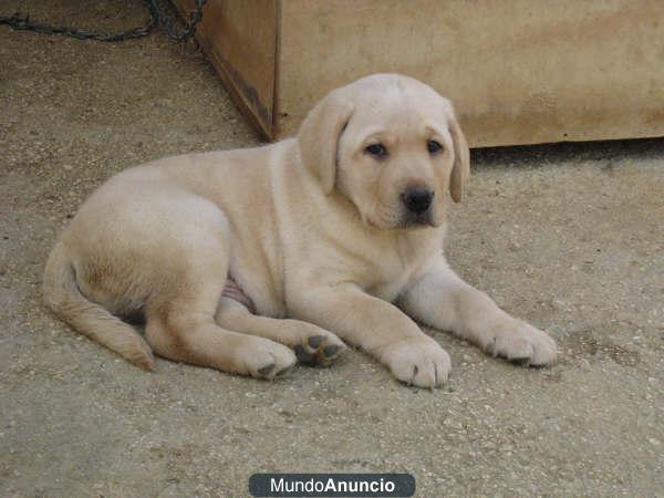 Camada de calidad de labrador retriever