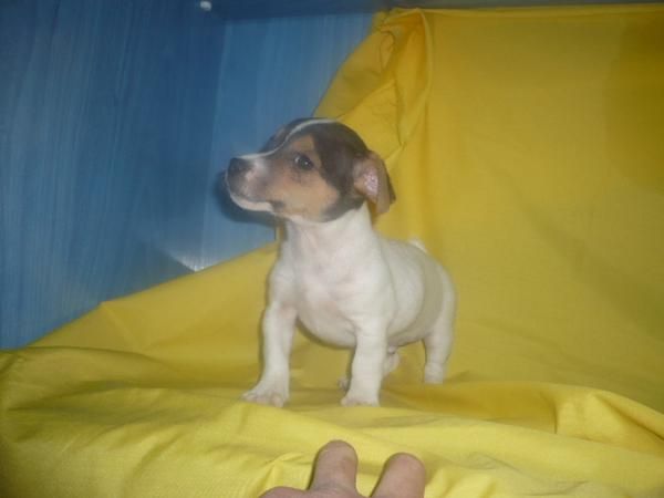 JACK RUSSEL ven y te informamos sobre estos adorables cachorritos