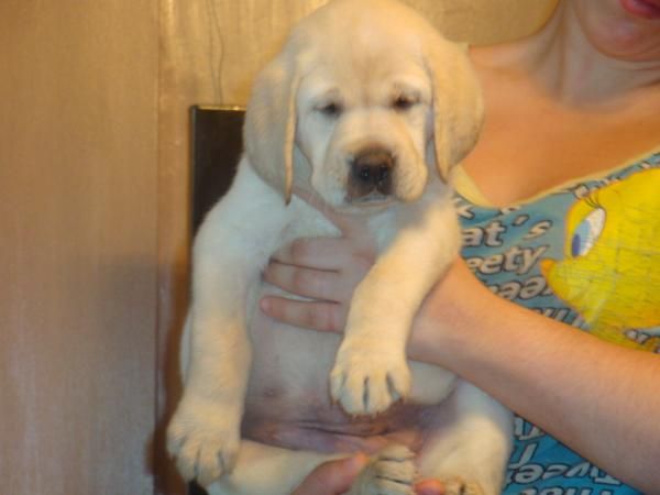 labradores con pedigri