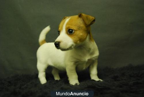 Magnificos Cachorros de Jack rUSELL tERRIER