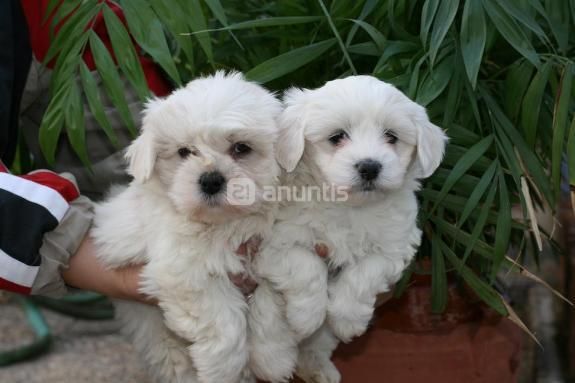 Maltese Cachorro con pedigri rsce (loe)