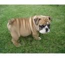 REGALO BULLDOG INGLES 1AÑO Y MEDIO C/PEDIGREE x no poder atender (Bcn)