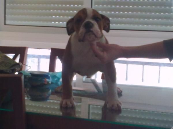 se vende ultimo bulldog ingles con loe