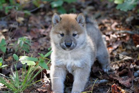 Shiba inu cachorros