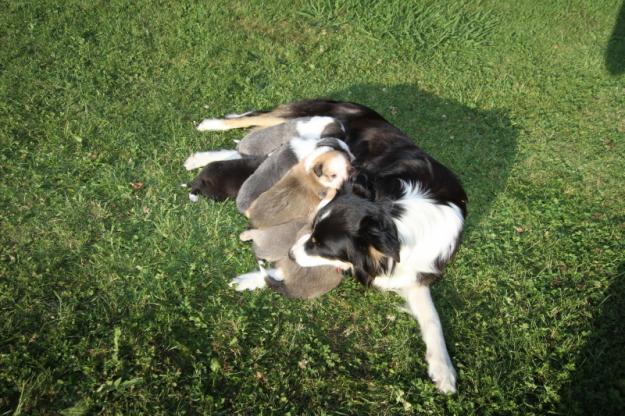 ¡Irresistible! Cachorros de Border Collie buscan familia