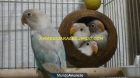 Aves, Pajaros, Agapornis, Madrid - mejor precio | unprecio.es