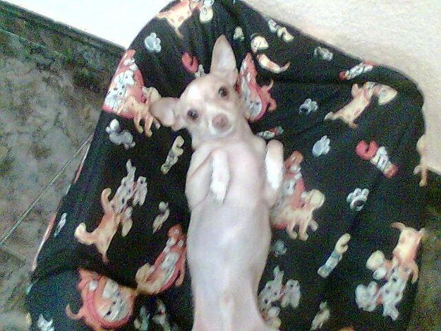 BUSCO HEMBRA CHIHUAHUA PARA MONTAS