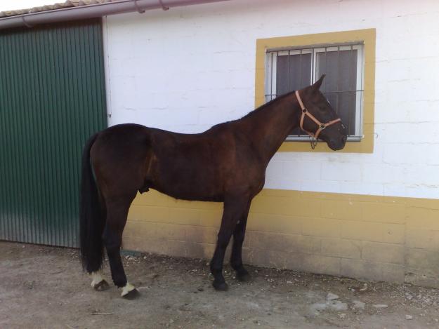 caballo con las tres sangres, castaño morcillo  1.70 cm