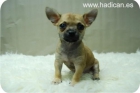 Cachorritos de Chihuahua miniatura y de muy buena calidad. - mejor precio | unprecio.es