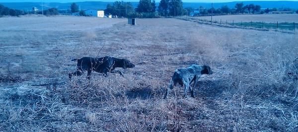 Cachorros Braco Aleman Afijo 