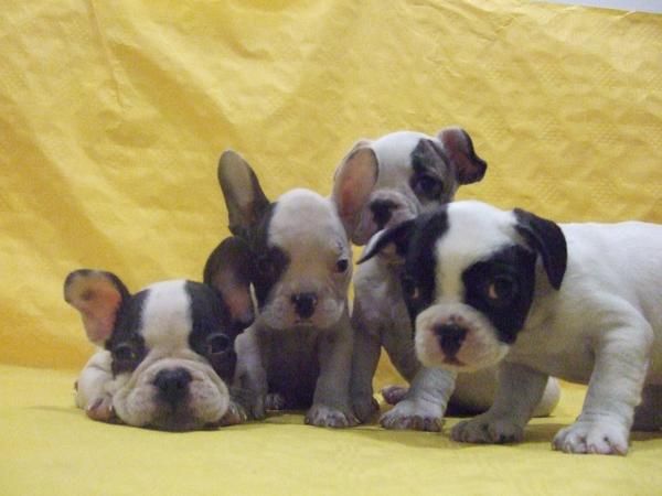 CACHORROS DE BULLDOG FRANCES, PRECIOSOS 530 EUROS