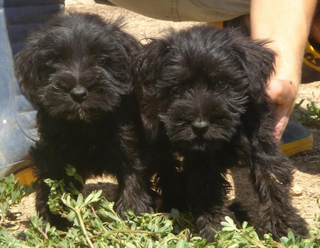 CACHORROS DE SCHNAUZER MINIATURA