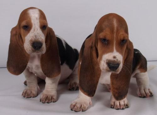 Camada de Basset hound, cachorros espectaculares