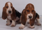 Camada de Basset hound, cachorros espectaculares - mejor precio | unprecio.es