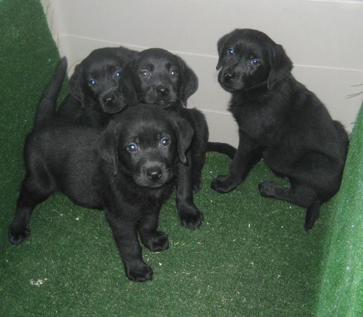 Camada de labradores, dorados y negros. Con pedigri.