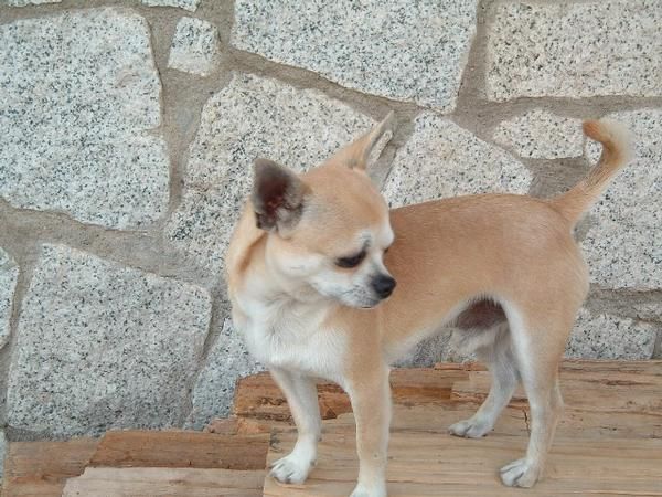 Chihuahua macho para montas