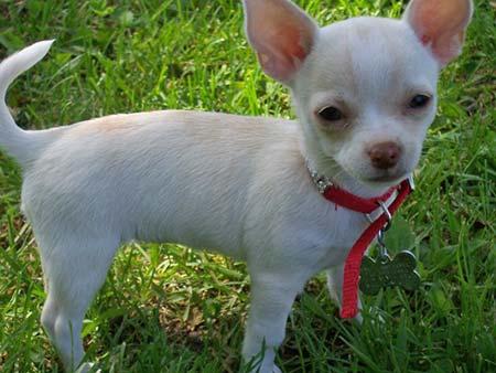 chihuahuas en venta