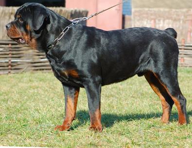 rottweiler excelentes cachorritos de 2 meses con muy buen pedigree