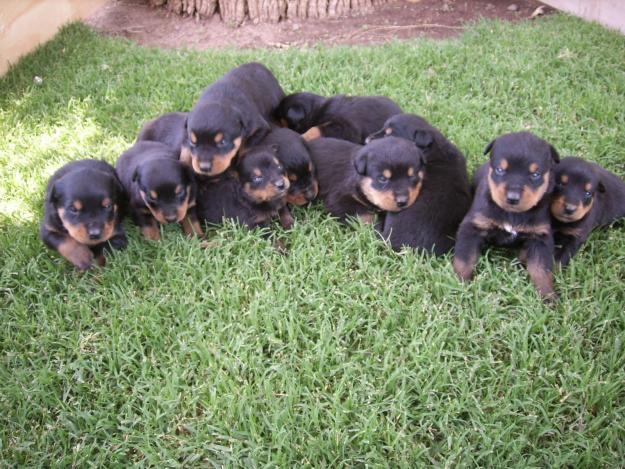 Venta de Rottweilers 100% puros.