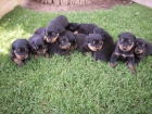 Venta de Rottweilers 100% puros. - mejor precio | unprecio.es