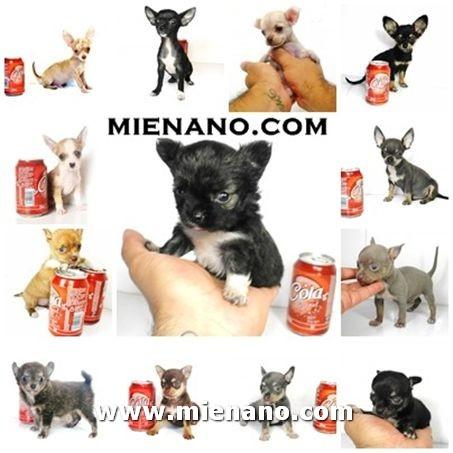 VENTA  PERRITOS CHIHUAHUAS MINIS CON PEDIGREE, MACHOS Y HEMBRAS