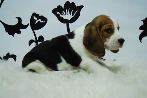 BEAGLE TRICOLOR!!machos&hembras!buena calidad//2meses