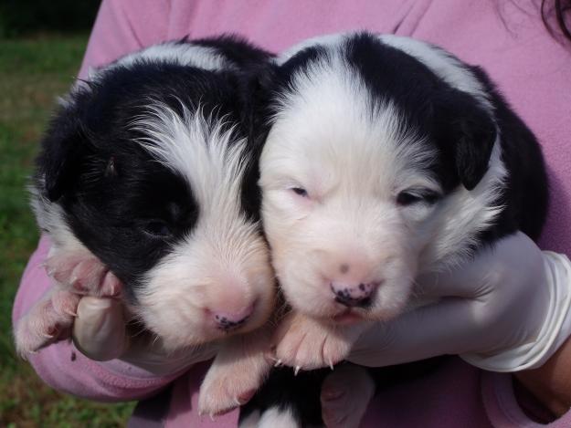 border collie cachorros