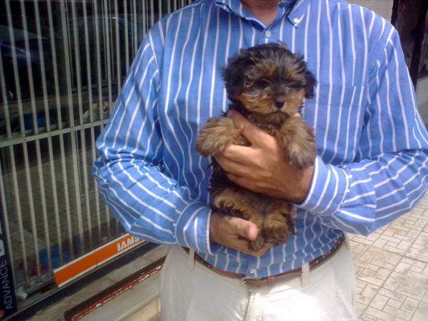 Cachorritos Yorkshire Terrier