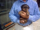 Cachorritos Yorkshire Terrier - mejor precio | unprecio.es