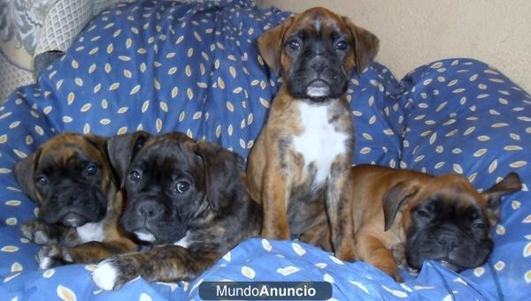 CACHORROS BOXER