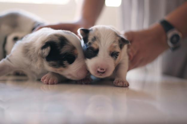 Camada Border Collie tricolor