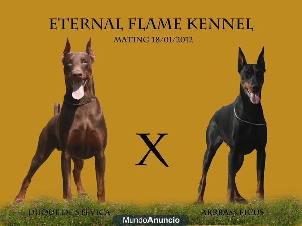 Camada dobermann para Show - ETERNAL FLAME KENNEL