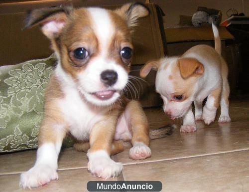 Chihuahua miniatura blanco