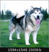 espectaculares camadas de ALASKA MALAMUTE CON PEDIGREE 600