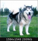 espectaculares camadas de ALASKA MALAMUTE CON PEDIGREE 600 - mejor precio | unprecio.es