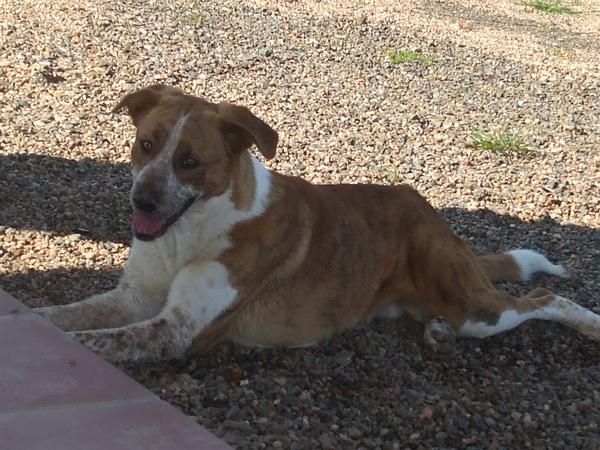 mi perro sera sacrificado en menos de 2 semanas ,si nadie lo acoge porfavor! NECESITO AYUDA!