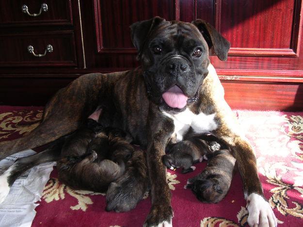 PRECIOSOS CACHORROS BOXERS