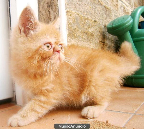 Se vende gatito persa