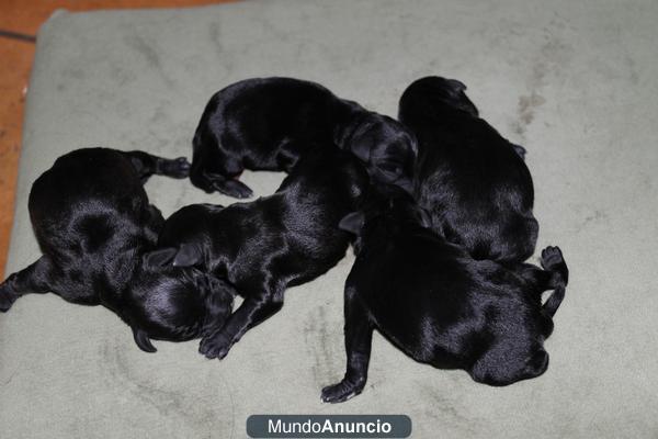 vendo schnauzer miniatura negro